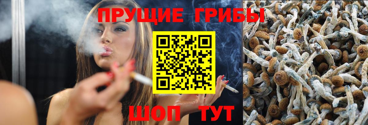 Псилоцибиновые грибы Psilocybe Екатеринбург